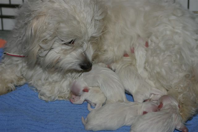 Coton de Tulear hvalpe