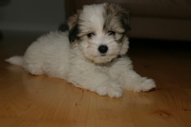 Coton de Tulear hvalp
