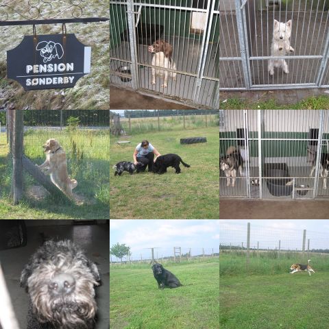 Hunde der har bes&oslash;gt os