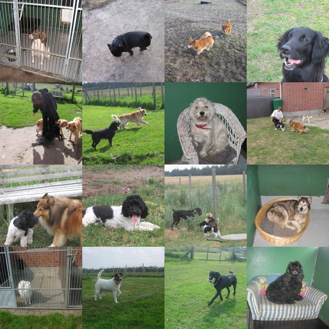 Flere hunde der har bes&oslash;gt os